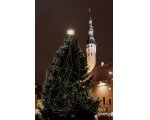 raekoja kuusk